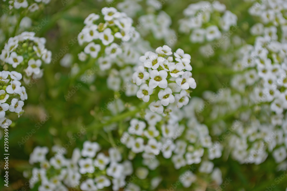 Little white flowers in the garden Little white flowers in the garden