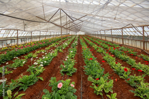 Fresh Gerbera flowers field, greenhouse. Agriculture concept photo.