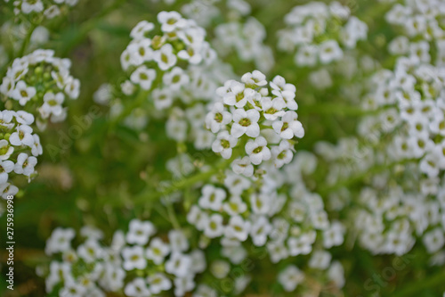 Little white flowers in the garden