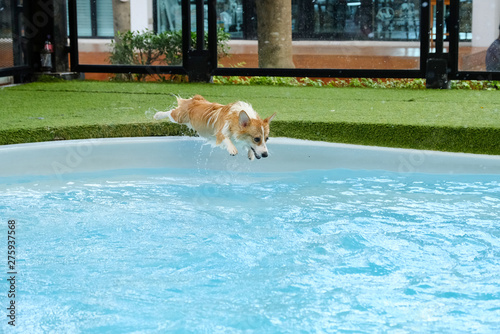 welsh corgi dog success to overcome fear of jumping into swimming pool on summer weekend.Corgi puppies are happy to jump into the pool during the summer.