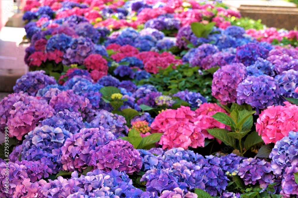 Obraz premium Pink and blue hydrangea flowers, purple. 