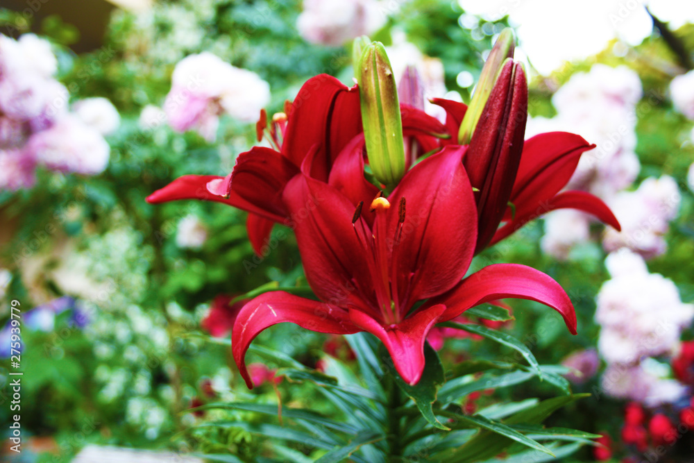 Fototapeta premium flowering red lily plant. botanical close-up and floral detail