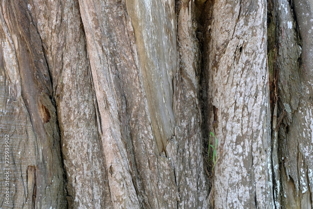 Obraz premium L'écorce 