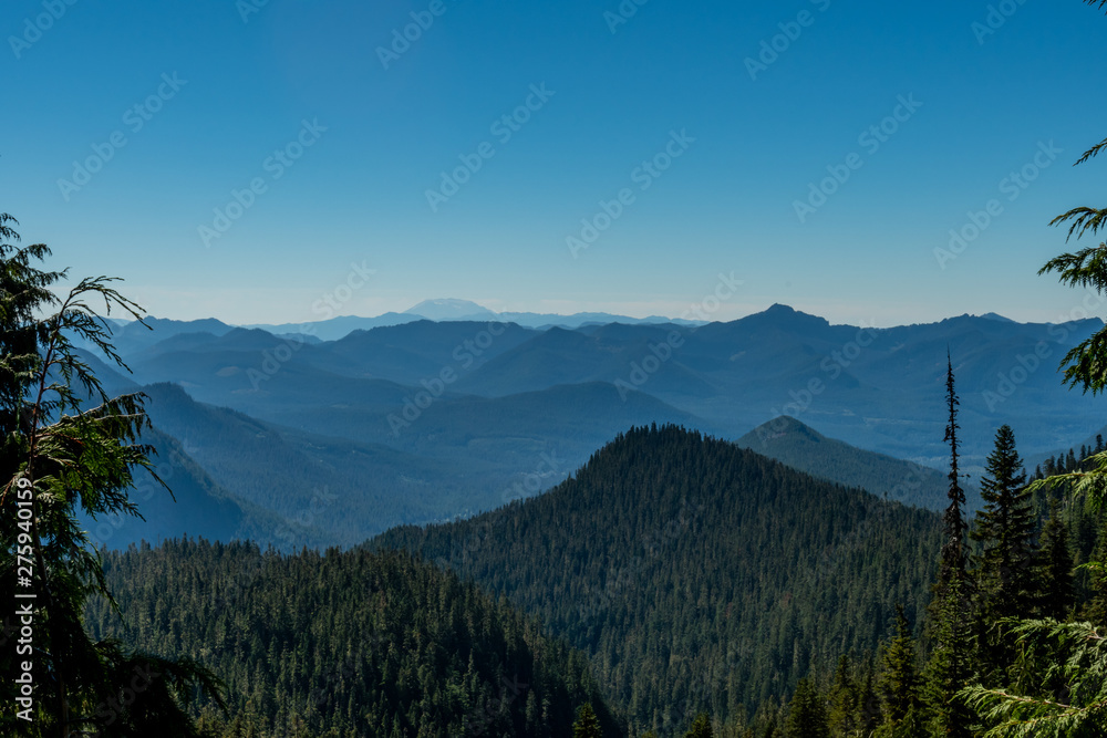 Naklejka premium Pine Trees Cover Mountain Range Below Mount St Helens
