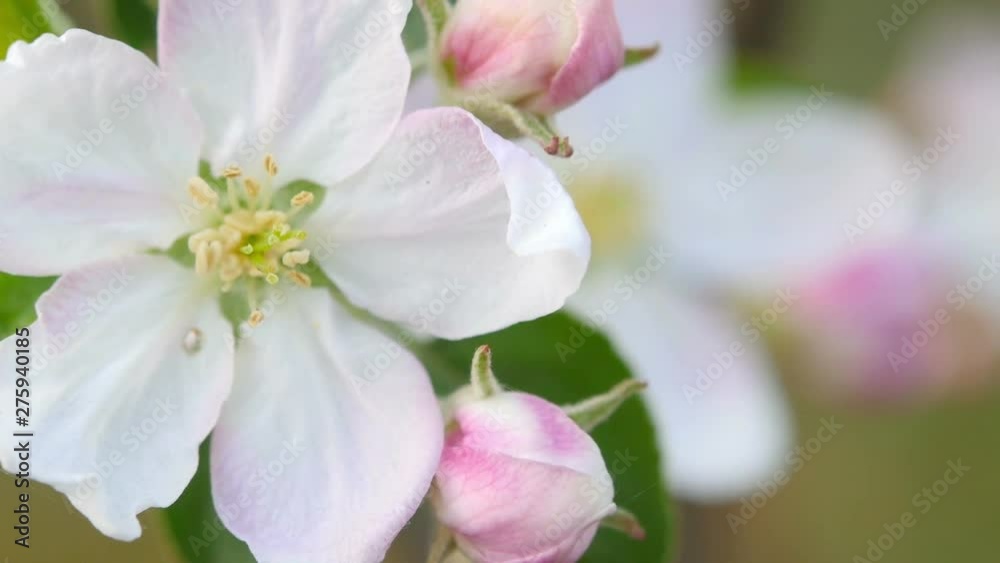 Closeup of blossoming apple tree flowers in flowering spring garden. bright spring colors. Fruits plant. White spring flowers Closeup of blossoming apple tree flowers in flowering spring garden. bright spring colors. Fruits plant. White spring flowers