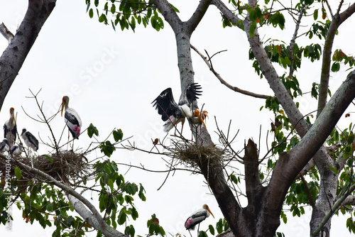 Chai nat Thailand December 26 2019 see birds at Chai NAT Bird Park is a place of chainat province. Bird cage is the biggest in Asia, covering an area of 26 hectares and contains various species birds. photo