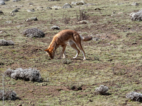The Rarest Canine Beast,Ethiopian wolf,  Canis simensis, Big-headed Hunting African Mole-Rat, Sanetti Plateau, Bale National Park, Ethiopia © vladislav333222