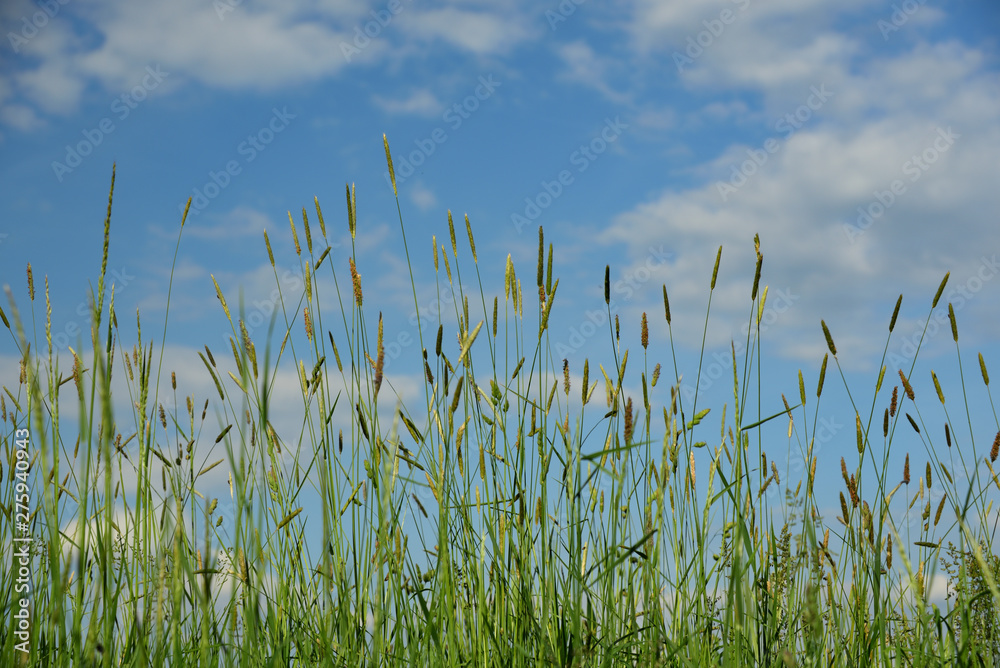 wildes grünes gras wächst vor blauem himmel mit wolken