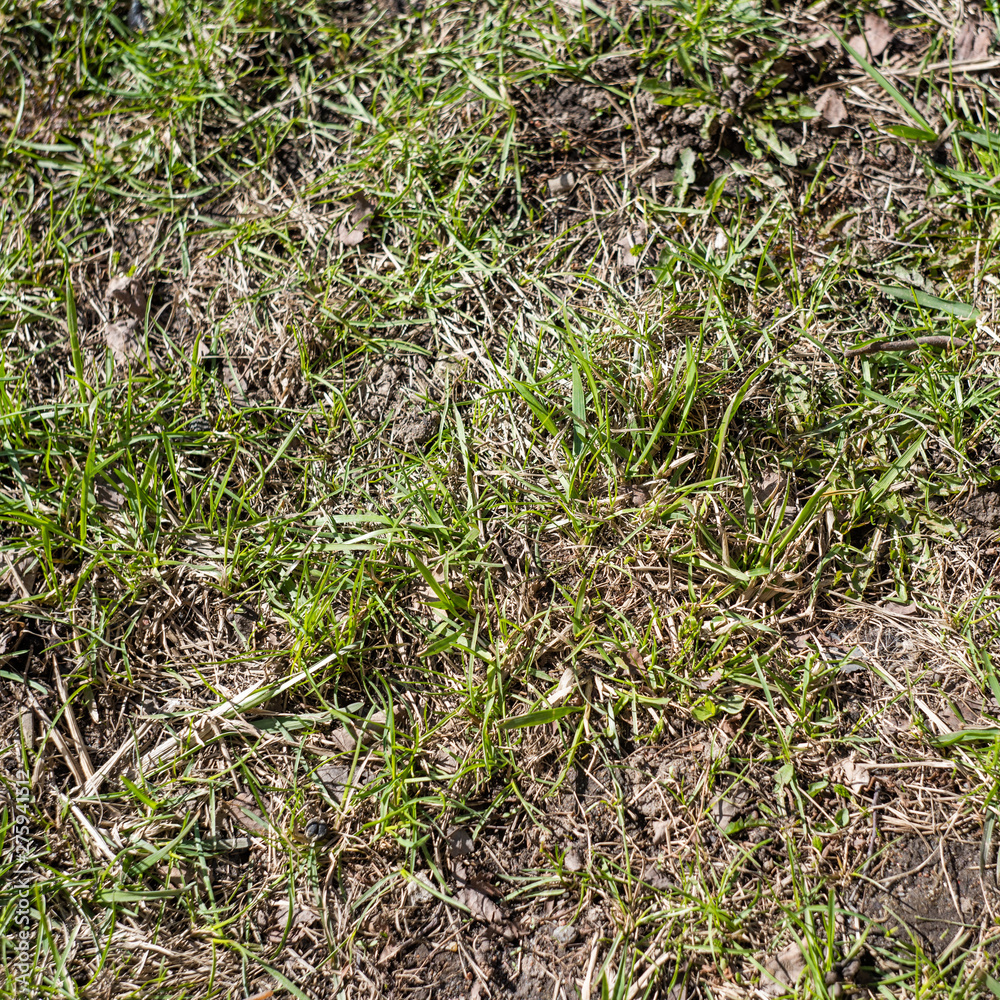 The background of a lawn with bald spots on top The background of a lawn with bald spots on top