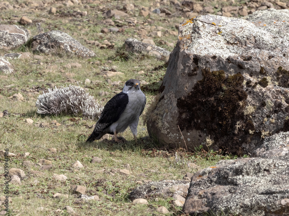 Obraz premium Augur Buzzard, Buteo augur, Bale National Park, Ethiopia.