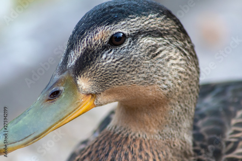 Portrait Auge in Auge mit einer weiblichen Stockente in einem städtischen Park