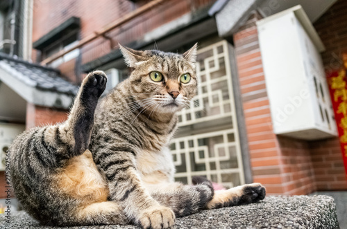 Canvas Print fat stray tabby cat scratching himself