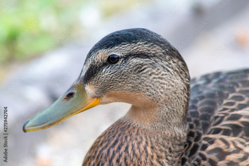 Portrait Auge in Auge mit einer weiblichen Stockente in einem städtischen Park Portrait Auge in Auge mit einer weiblichen Stockente in einem städtischen Park
