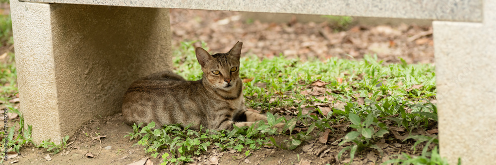 stray cat sit under a stone bench