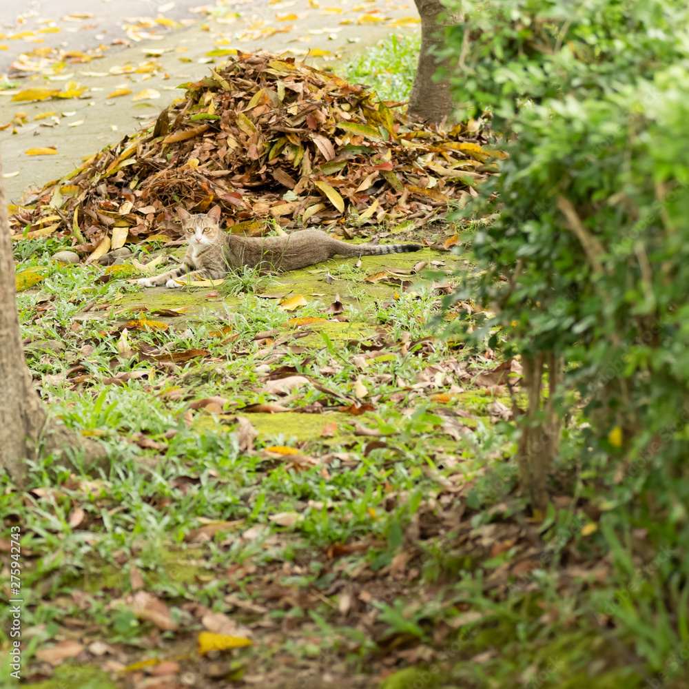 stray tabby sit on a grassland stray tabby sit on a grassland