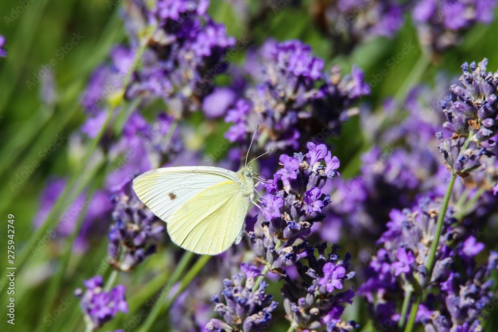 Naklejka premium Zamknij się z białego motyla kapusta (Pieris brassicae) na liliowej lawendy