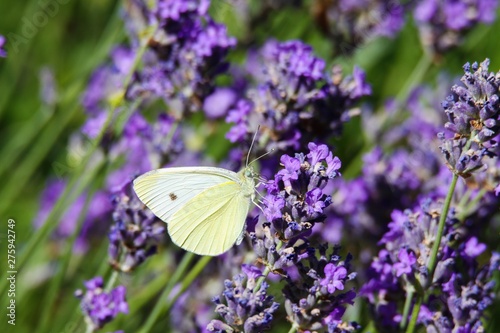 Close up of cabbage white butterfly (Pieris brassicae) on lilac lavender