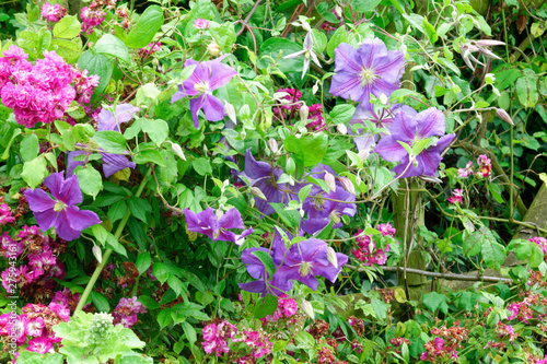 Clematis.