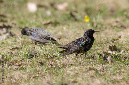 two starlings on green grass