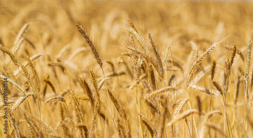 Fototapeta premium Field of ripe wheat on a sunny day.