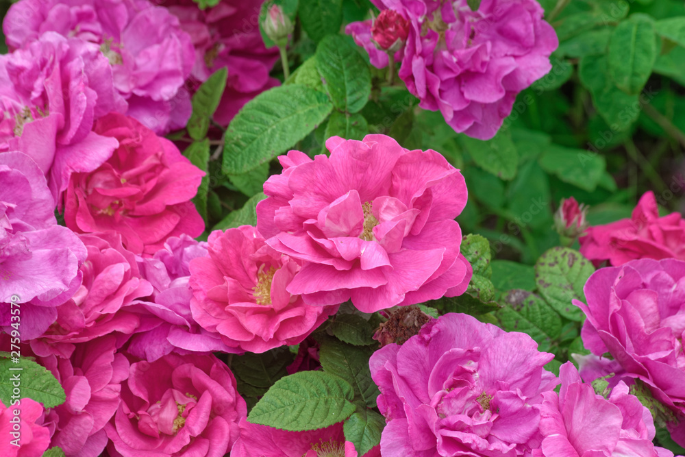 Fototapeta premium Pink Rose.
