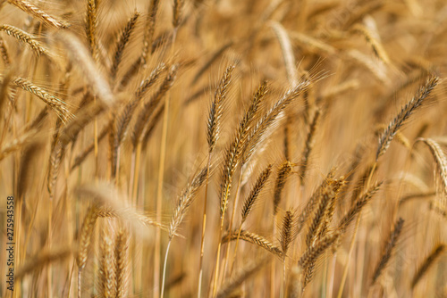 Field of ripe wheat on a sunny day.