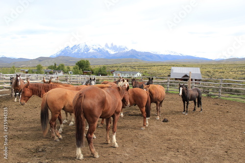 caballos descansando en grupos 