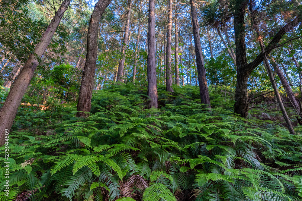 登山道 登山道