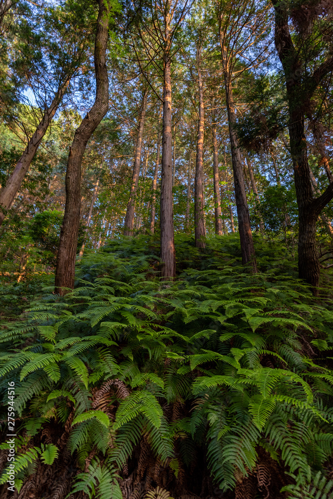 Obraz premium 山林風景