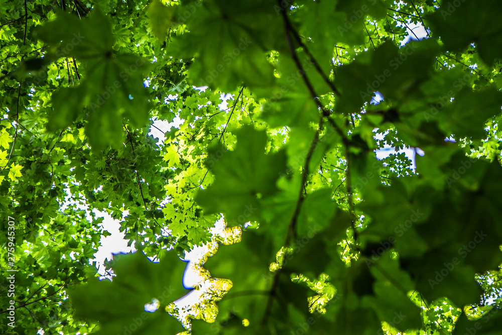 Oak, horse chestnut and maple trees seen upwards, leyers of leaves visible Oak, horse chestnut and maple trees seen upwards, leyers of leaves visible