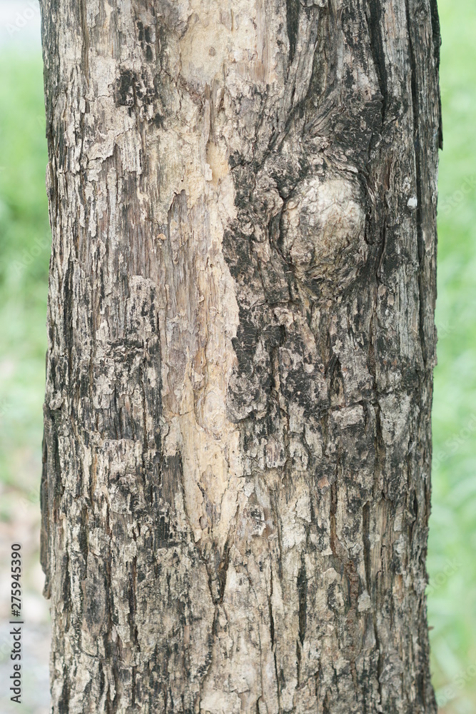 bark of a tree