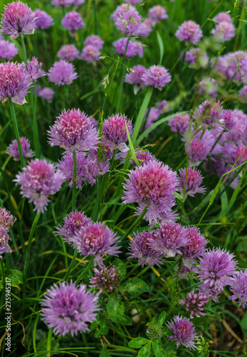 Shallot onions. Onions with green feathers and lilac flowers. © lizaveta25