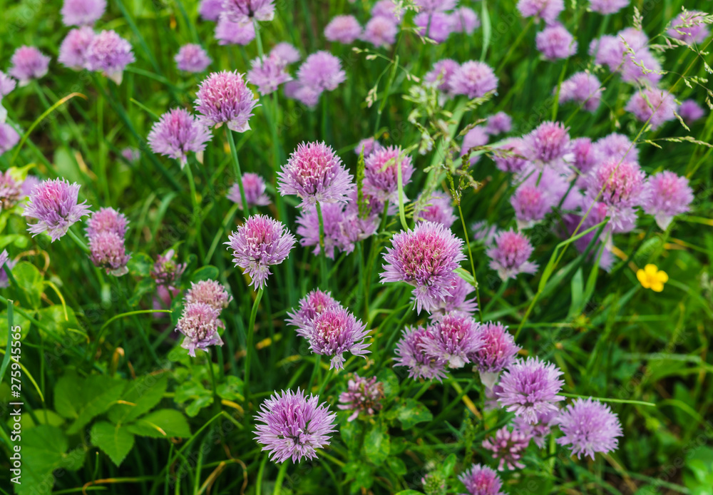 Shallot onions. Onions with green feathers and lilac flowers. Shallot onions. Onions with green feathers and lilac flowers.