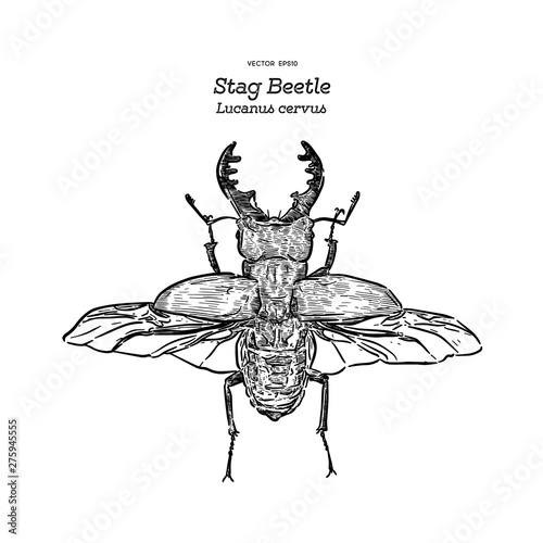 Stag beetle, hand draw sketch vector.