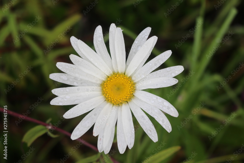 Obraz premium White Daisy Flower from the forest...
