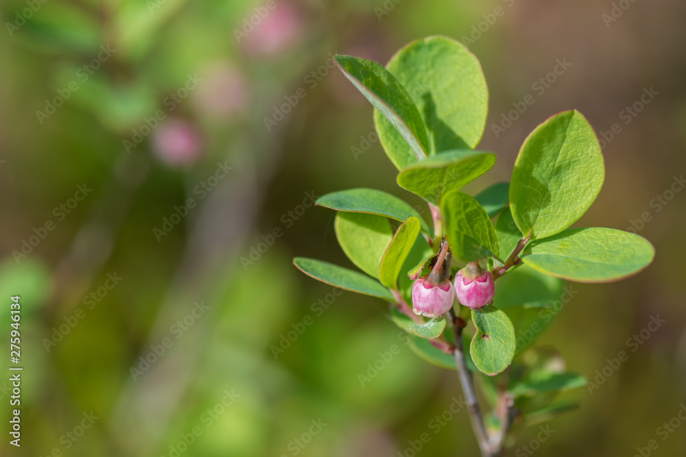 flower in garden flower in garden