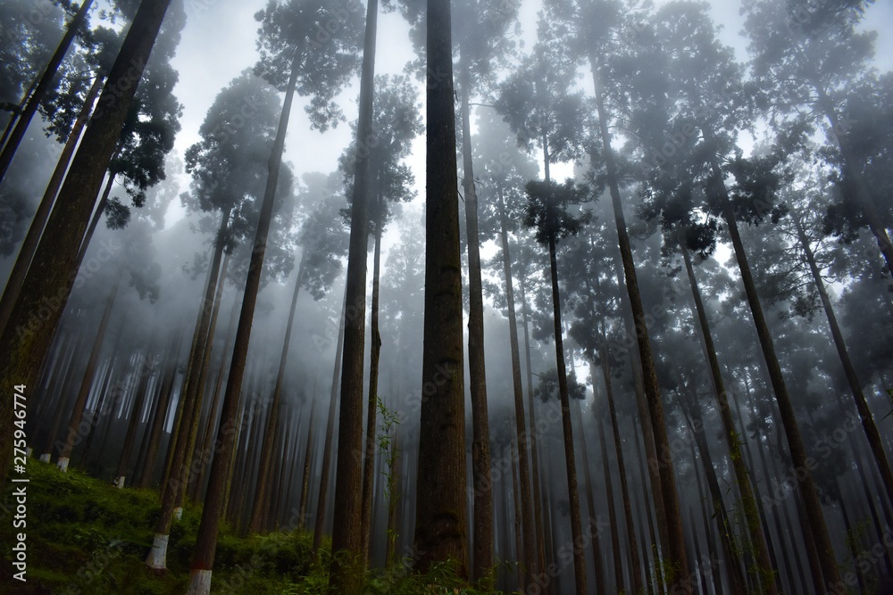Fototapeta premium forest in fog