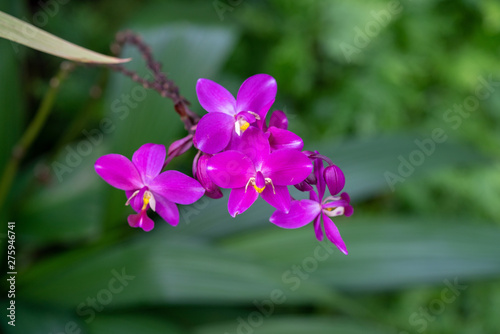 Colorful Orchid flower