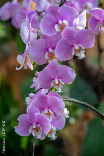 Colorful Orchid flower