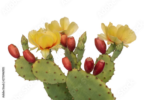 Cactus flowers and young fruit, Indian fig. Isolated on white. Opuntia ficus indica.