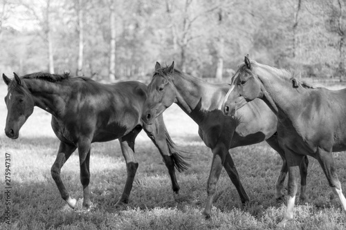 Drei Pferde auf einer Koppel © Stockhausen