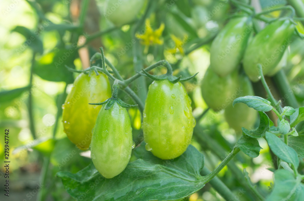 Fresh ripe green tomatoes and yellow tomatoes  plant organic vegetable with droplets hanging on the vine of tomato tree for cooking or tomato juice high fiber,healthy food.Baby tomato