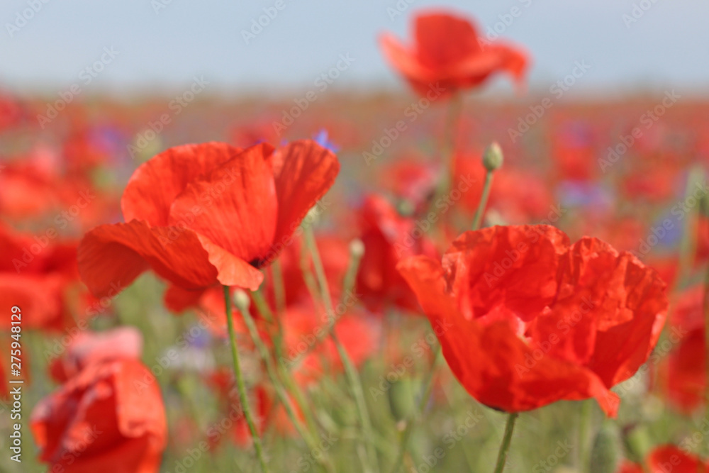 Naklejka premium Mohnfeld im Sommer