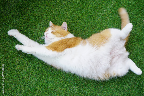 White and brown Scottish Fold cat has long  mustache sleeping and lying ,playful ,sportive and cute pet,kitten and lazy animal