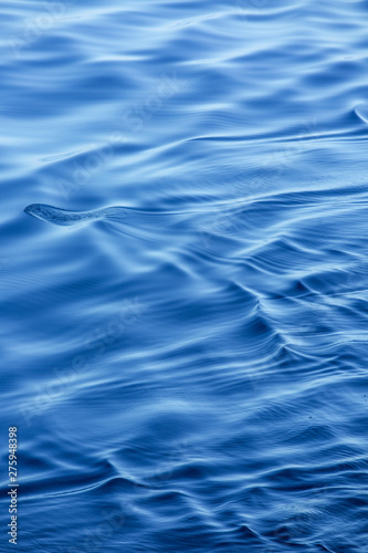 close up of a calm wave in the ocean in a soft backlight