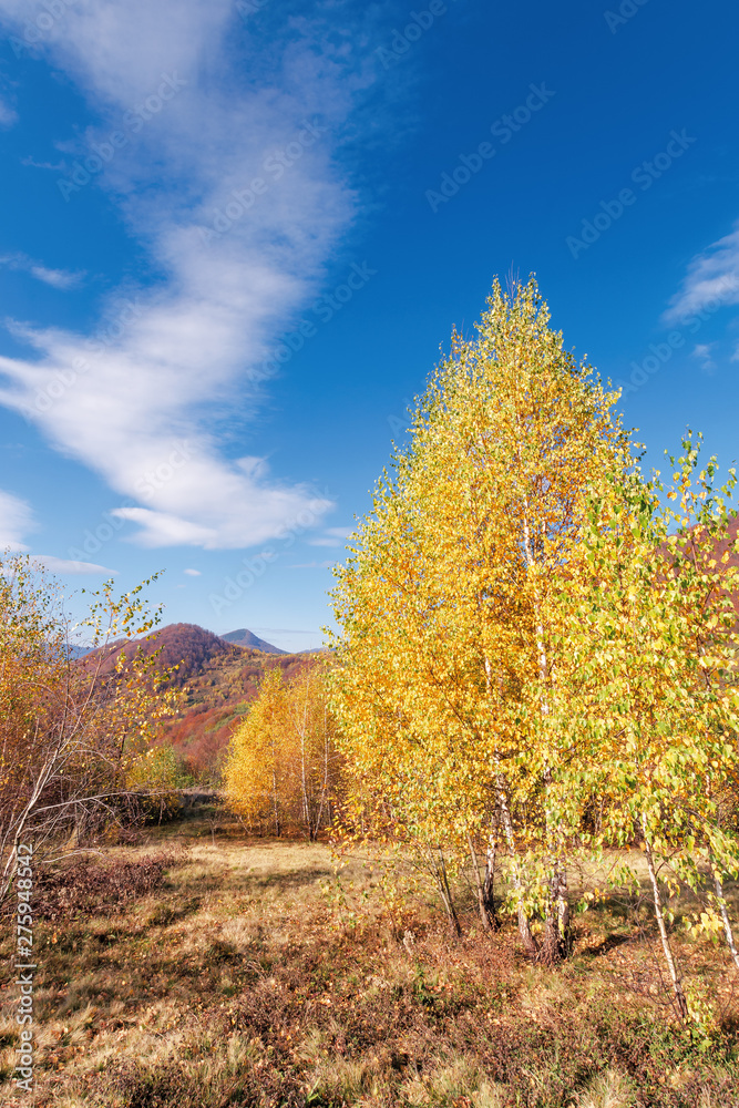 birch trees in yellow foliage. vivid nature scenery of carpathian mountains. clouds on the blue sky. uzhanian national park, transcarpathia, ukraine