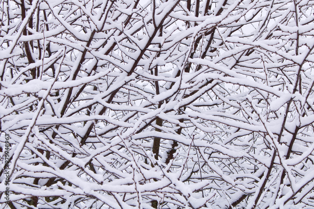 Obraz premium Abstract background image of tree branches in snow. The concept of winter