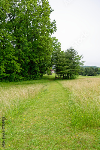 Path in the Forest