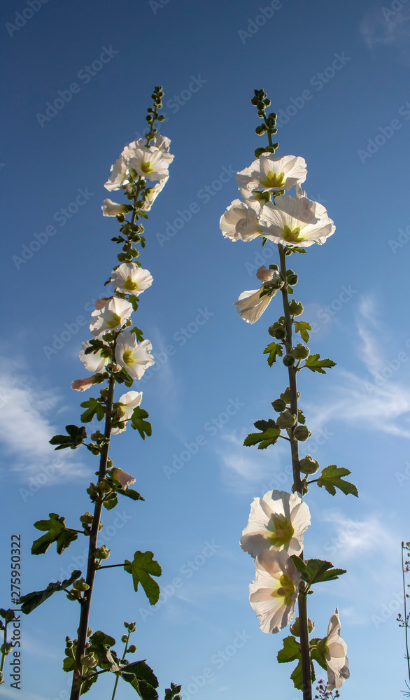 Close up shoot of white hollyhock (Alcea rosea) flower. The sky in the back. Close up shoot of white hollyhock (Alcea rosea) flower. The sky in the back.