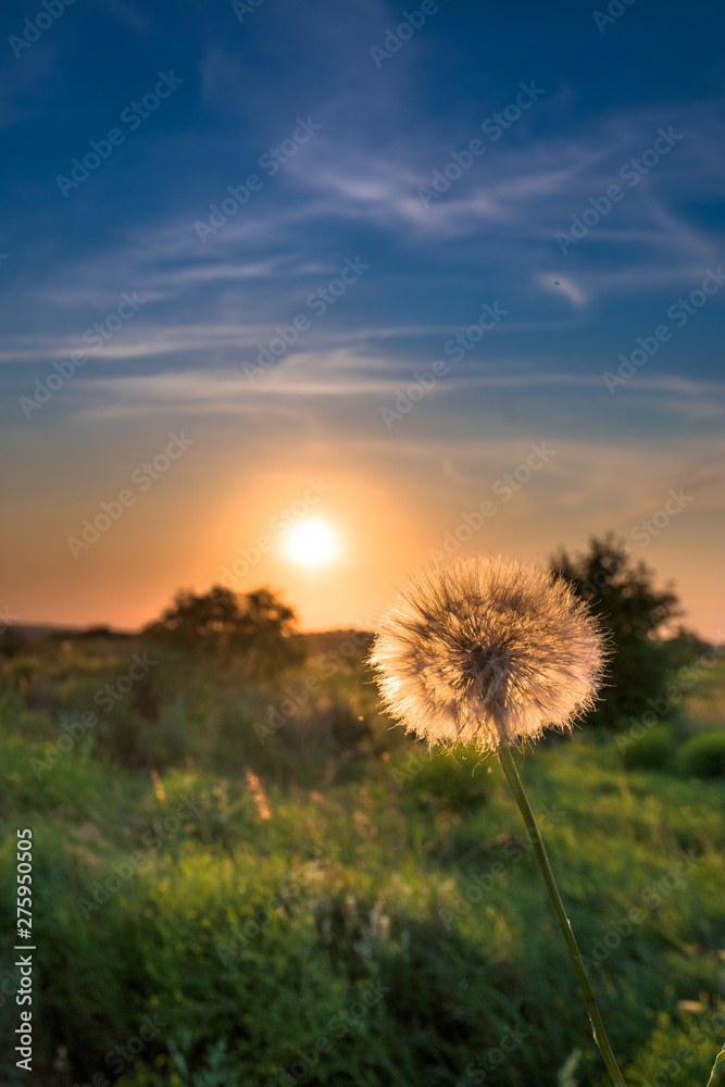 dandelions at sunset. close up
